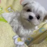 マルチーズ【大阪府・男の子・2024年11月11日・ホワイト】の写真1「チビチビの男の子　片手サイズ」