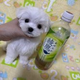 マルチーズ