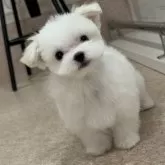 マルチーズ