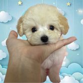 トイプードル(ティーカップ)