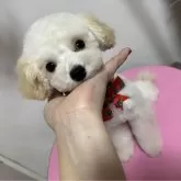 ティーカッププードル