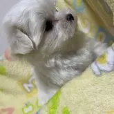 マルチーズ【大阪府・男の子・2024年11月11日・ホワイト】の写真3「マズルもペタンコです」