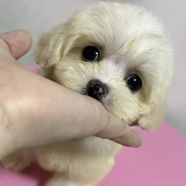 ID:2411-00286の子犬