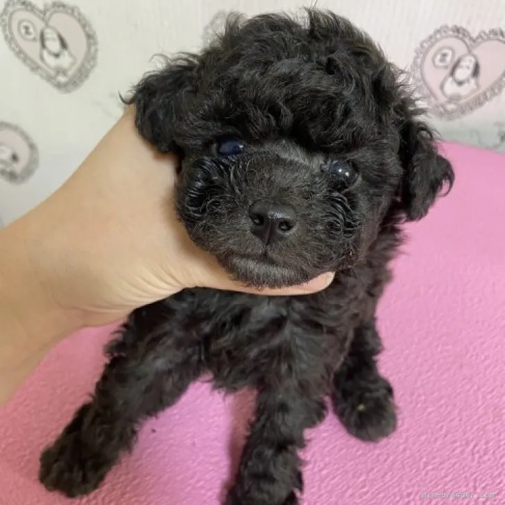 ID:2306-02081の子犬