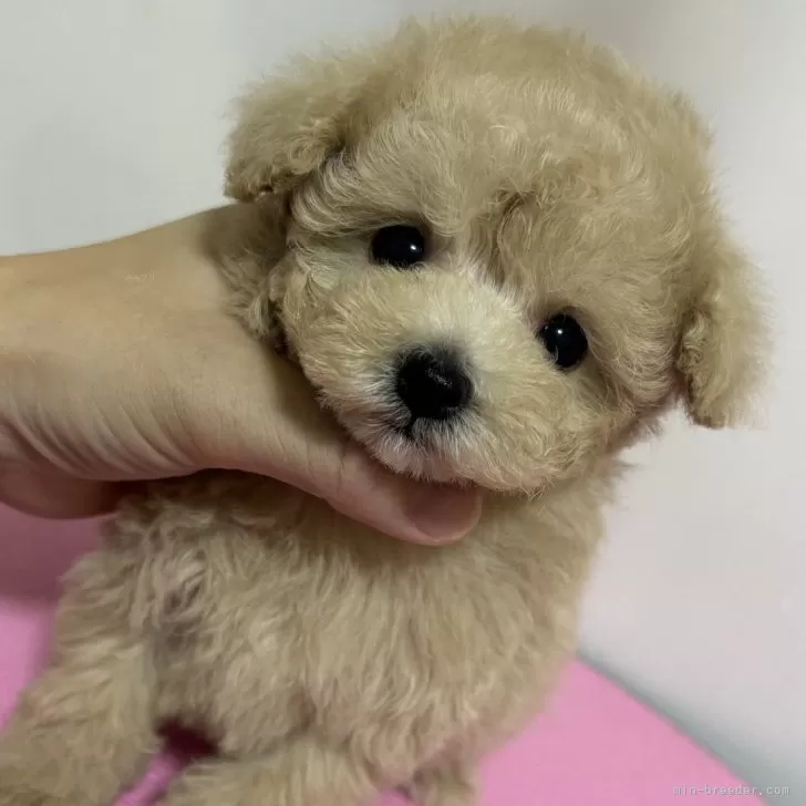 ID:2407-00566の子犬