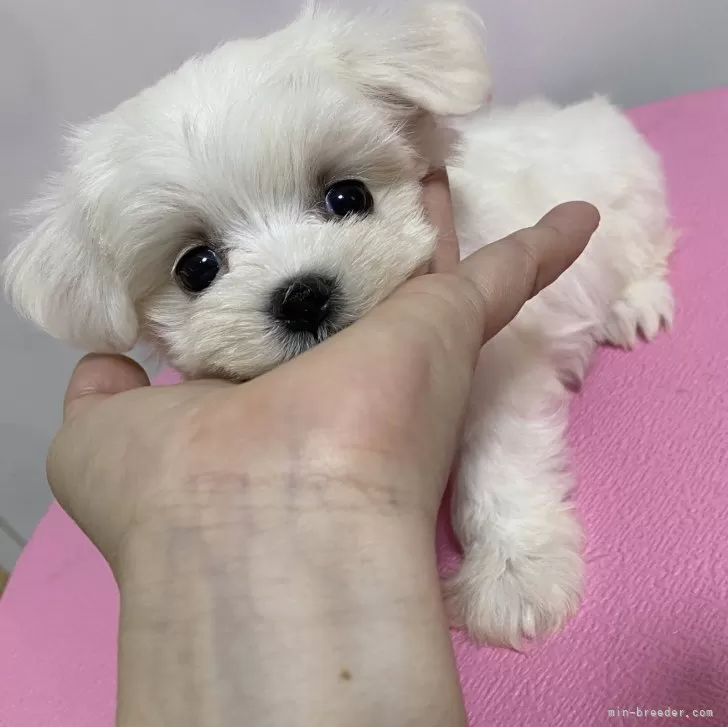 ピピ 様のお迎えした子犬