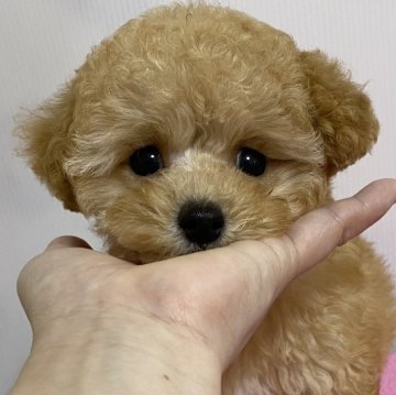 トイプードル(タイニー)【大阪府・女の子・2024年1月23日・オレンジフォーン】の写真「お目々ぐりっぐり♡マズル短め♡爆毛ガール」