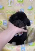 ティーカッププードル【大阪府・男の子・2022年9月9日・ブラック】の写真2「足や胴も長くなく綺麗なスクエア体型です」