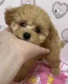 タイニープードル【大阪府・女の子・2024年1月23日・オレンジフォーン】の写真4