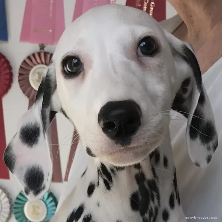 ID：2409-06720の子犬