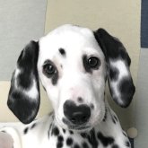 ダルメシアン