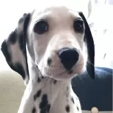 ダルメシアン