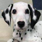 ダルメシアン