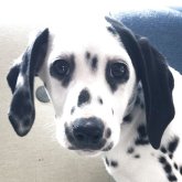 ダルメシアン