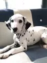 ダルメシアン【神奈川県・男の子・2025年9月24日・白 黒】の写真4
