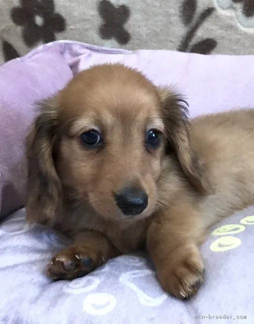 ID：1807-00341の子犬