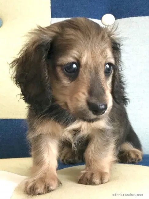ID:2108-03734の子犬