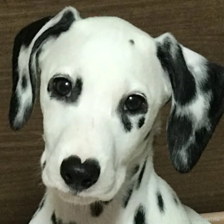 KS 様のお迎えした子犬