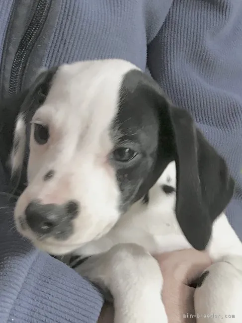ID：1712-00550の子犬