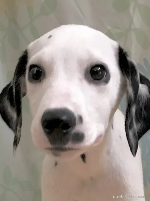 ID:1910-03165の子犬