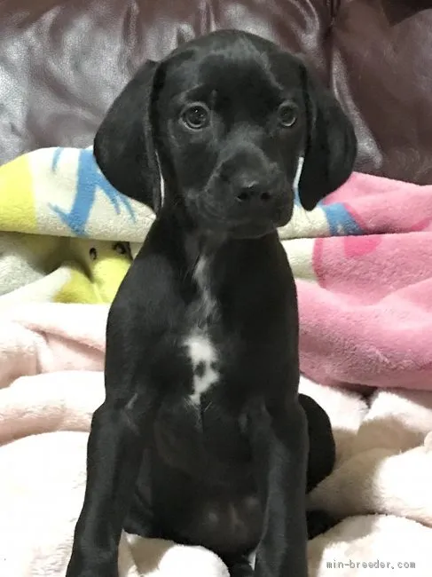 ID:2004-02576の子犬