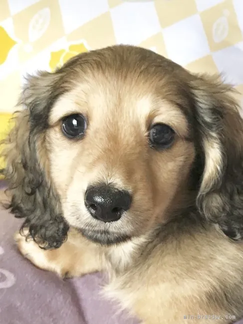 ID：1804-01075の子犬
