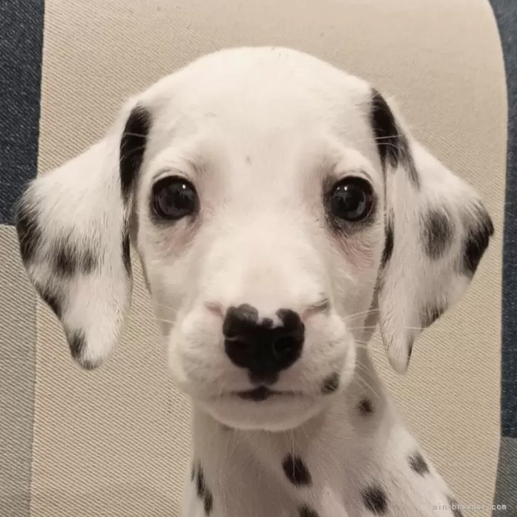 ID:2409-06717の子犬