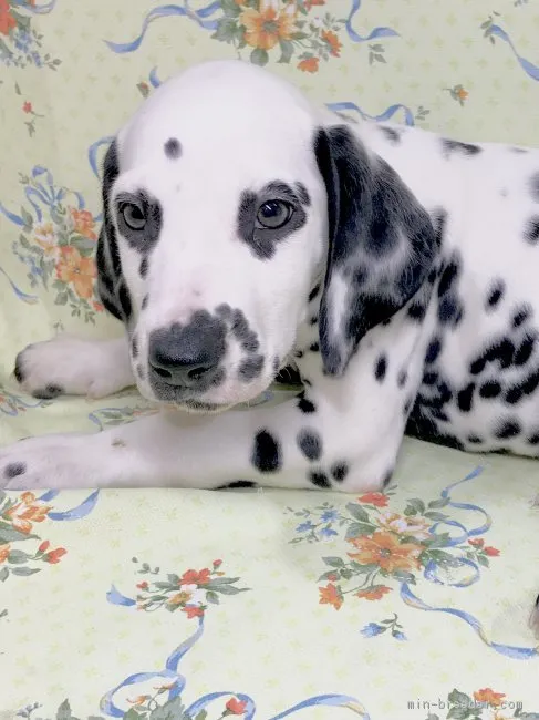ID：1903-00513の子犬