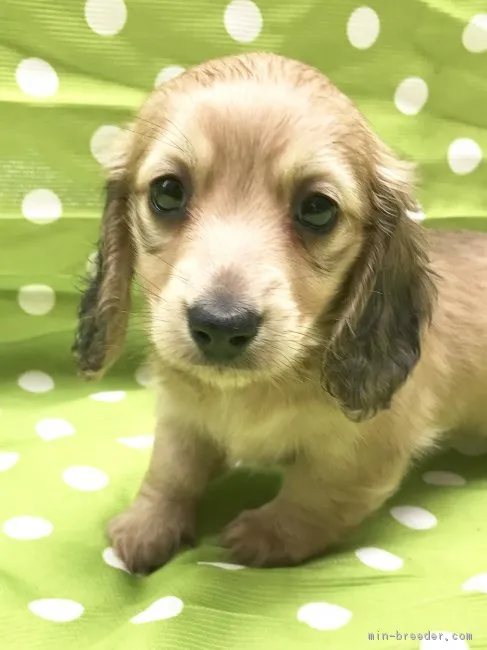 ID：1804-01070の子犬