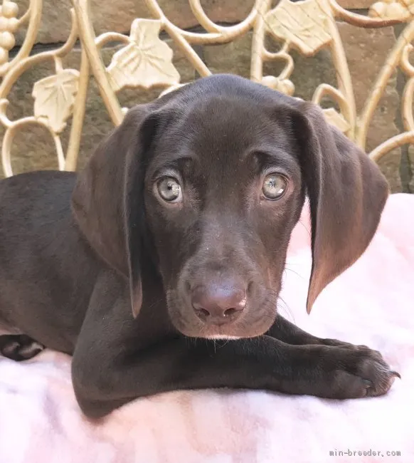ID:1904-00576の子犬