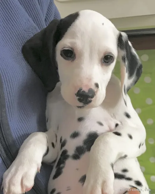 ID：1712-00144の子犬