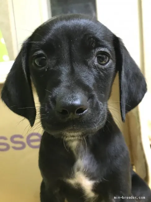 ID:2004-02498の子犬