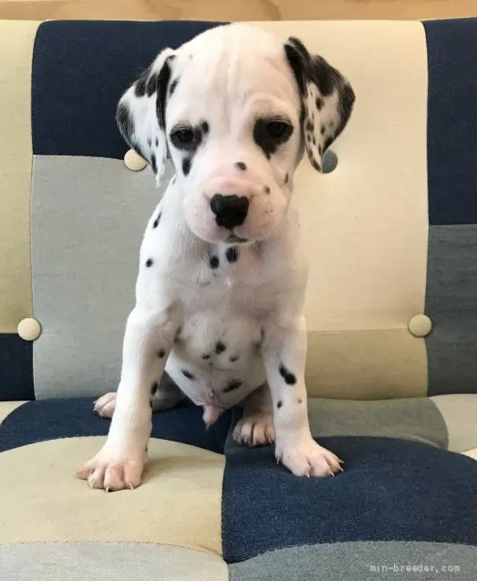 ID:2204-01101の子犬