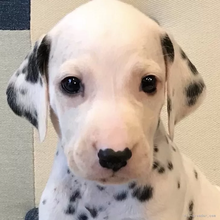 ID:2409-03877の子犬