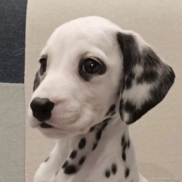 ID：2409-06721の子犬
