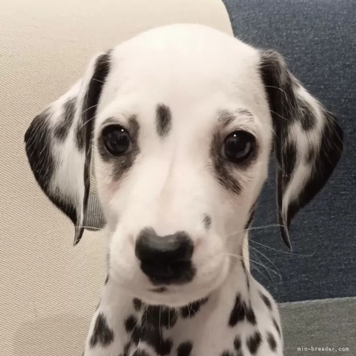 ID：2409-06718の子犬