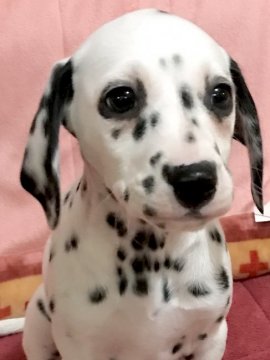 ダルメシアン【神奈川県・女の子・2019年11月25日・白 黒】の写真「志村どうぶつ園出演犬」