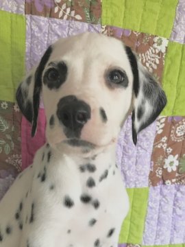 ダルメシアン【神奈川県・男の子・2018年5月8日・黒 白】の写真「101犬舎のダルメシアンの子犬男の子」