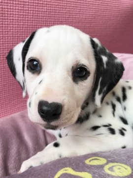 ダルメシアン【神奈川県・女の子・2018年5月8日・黒 白】の写真「101犬舎のダルメシアン子犬」
