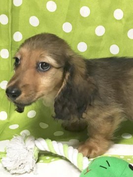 ミニチュアダックスフンド(ロング)【神奈川県・男の子・2018年6月4日・シェーデッドレッド】の写真「父犬母犬ともチャンピオン直子  PRA発症リスク無」