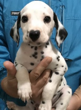 ダルメシアン【神奈川県・男の子・2017年9月26日・黒白】の写真「日本テレビ「志村動物園」出演の子犬」