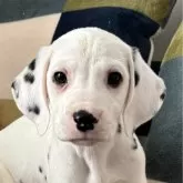 ダルメシアン【神奈川県・男の子・2024年1月10日・黒 白】の写真1「1月10日生まれのダルメシアン 男の子」