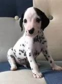 ダルメシアン【神奈川県・男の子・2024年8月15日・白 黒】の写真2