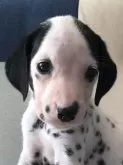 ダルメシアン【神奈川県・男の子・2024年8月15日・白 黒】の写真5