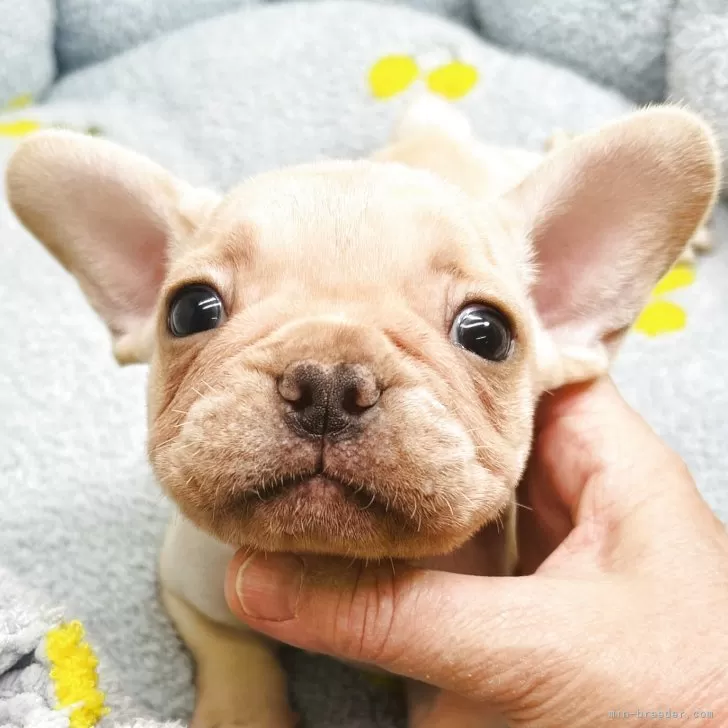 フレンチブルドッグ【東京都・男の子・2025年10月1日・クリーム】の写真1「長男くん」