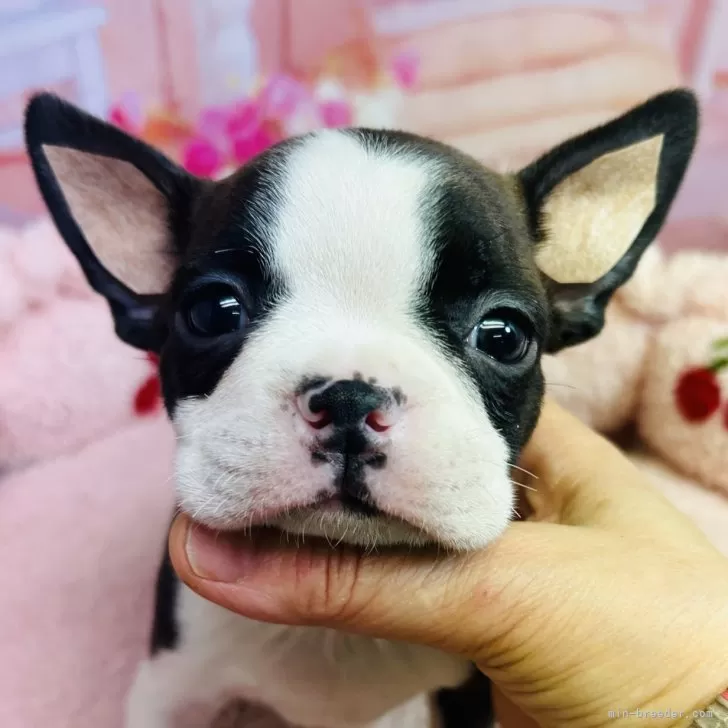 ID:2501-07896の子犬