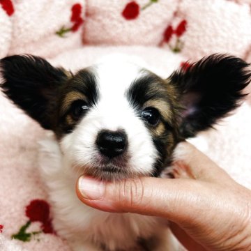 パピヨン【東京都・女の子・2025年9月21日・ホワイト&ブラウン】の写真「お利口で　穏やかな　パピヨンちゃん」