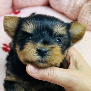 ヨークシャーテリア【東京都・女の子・2024年10月28日・スティールブルー&タン】の写真「マズルの短い　優しい　女の子」