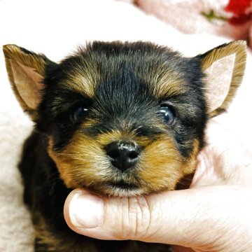 ヨークシャーテリア【東京都・女の子・2025年11月8日・スティールブルー&タン】の写真「甘えん坊の　美人の女の子」