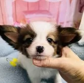 パピヨン【東京都・男の子・2024年10月12日・ホワイト&ブラウン】の写真1